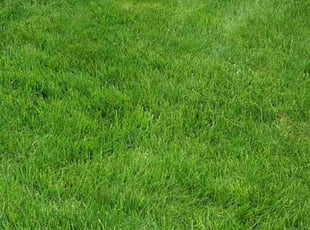 Barbara S.'s Lawn Mowing service result