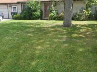 Susan K.'s Lawn Mowing service result