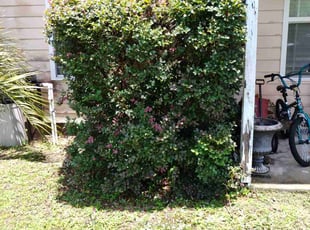 Bush Trimming by Michael Doster for Margo W. in Midway, FL