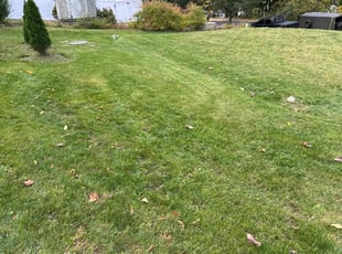 Malique S.'s Lawn Care service result
