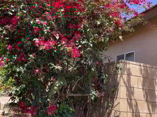 Bush Trimming by Carlos Reyna for Jack S. in Fontana, CA