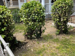 Bush Trimming by Fidel Rodriguez for Carolyn S. in Washington, DC