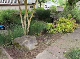 Bush Trimming by Devin Beard for Carolina S. in Portland, OR