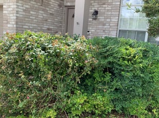 Bush Trimming by Evan Bohl for Gina R. in San Antonio, TX