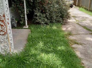 Bush Trimming by Veronica Correa for Brandon M. in Houston, TX