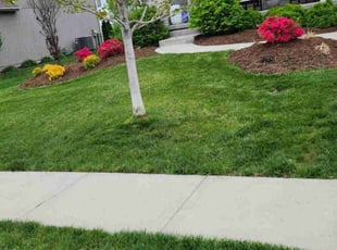 Caitlin S.'s Lawn Mowing service result