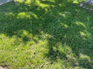 Scott R.'s Lawn Mowing service result