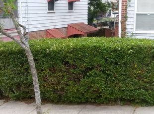 Bush Trimming by Devin Henderson for Shareda S. in Washington, DC