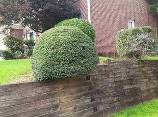 Bush Trimming by Jerry Gross Jr for Kelvin L. in Atlanta, GA