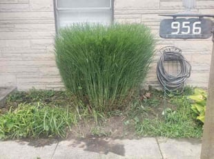 Bush Trimming by Noe Pena for Hillary W. in Indianapolis, IN