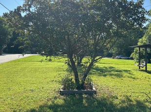 Bush Trimming by Tariq Williams for Rebecca W. in Rex, GA