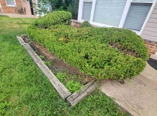 Bush Trimming by Eduardo Flores for Marcus M. in Chicago, IL