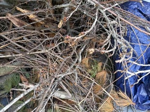 Leaf Removal by Eva Saullo for Lena H. in Ballwin, MO
