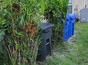 Bush Trimming by Monica Brown for Dion C. in Tampa, FL