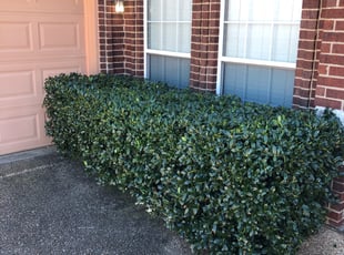 Bush Trimming by Justin Storey for Robert M. in Arlington, TX