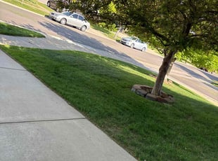 Joseph M.'s Lawn Maintenance service result