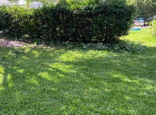 AJ S.'s Lawn Care service result