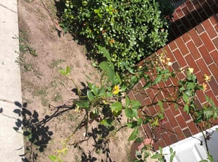 Weeding by John Morrisroe for Matthew A. in Virginia Beach, VA