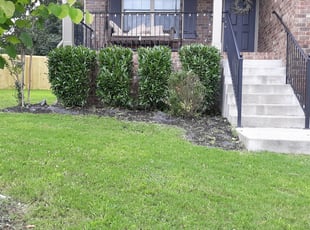 Bush Trimming by Darrell Ingle for Amed a. in Nashville, TN
