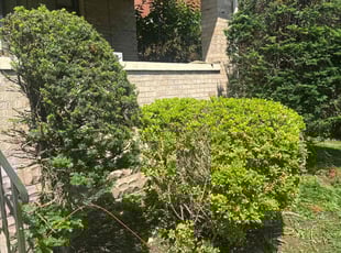 Bush Trimming by Jaquayla Gilmore for Leilani M. in Pittsburgh, PA