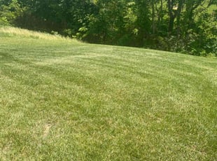 Hector M.'s Grass Cutting service result