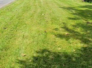 Phyllis W.'s Lawn Maintenance service result