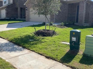 Jasmine B.'s Lawn Mowing Service service result