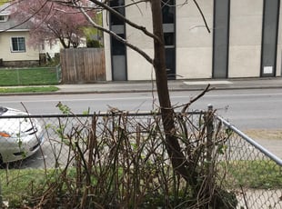 Bush Trimming by Josh Sheffield for Vickie B. in Spokane, WA