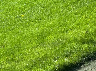 Lynn T.'s Lawn Mowing service result