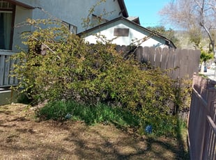 Bush Trimming by Hype's Lawn And Window Cleaning for Tara W. in San Bernardino, CA