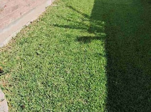 Lisa N.'s Grass Cutting service result