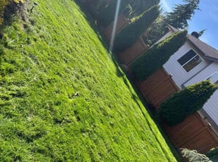 Dae K.'s Lawn Mowing service result