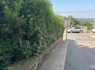Bush Trimming by Dakota Cassaro for Vanessa B. in Phillipsburg, NJ