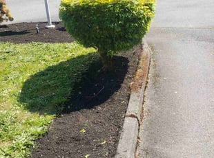 Bush Trimming by Troy Allman for Gwendolyn D. in Tacoma, WA