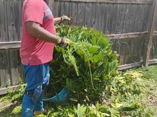Bush Trimming by Marvel Carmichael for Devin S. in Casselberry, FL