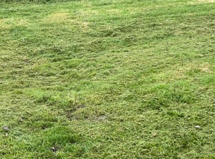 Amy G.'s Lawn Service service result