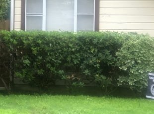 Bush Trimming by Jose Torres for Lori G. in San Antonio, TX