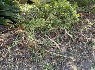 Bush Trimming by Carl George for Pat D. in Baton Rouge, LA