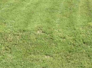 Weeding by Cori Tierce for Justin H. in Oklahoma City, OK