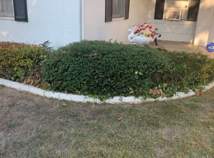 Doreen F.'s Bush Trimming service result
