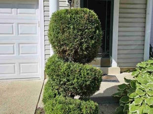 Bush Trimming by Jose Paz for Anita A. in District Heights, MD
