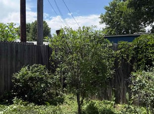 Bush Trimming by Diego Arango for Cherrita L. in Aurora, CO