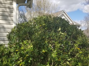 Bush Trimming by moronnie jones for Lisa D. in Charlotte, NC