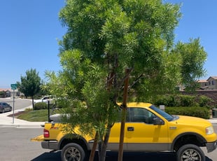 Bush Trimming by Eric Brewer for Paris B. in Murrieta, CA