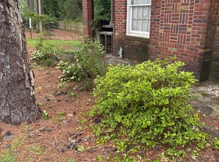 Bush Trimming by Amelia Brown for Denise G. in Columbia, SC