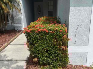 Bush Trimming by Corey Johnson for Travis M. in Riverview, FL