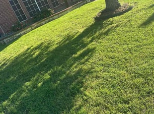 Brenda T.'s Lawn Mowing service result