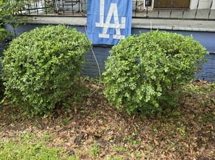 Bush Trimming by Brandon Hunt for Maksim V. in Columbus, GA
