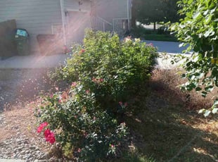 Bush Trimming by Wali Bowlds for Jonathan S. in Colorado Springs, CO