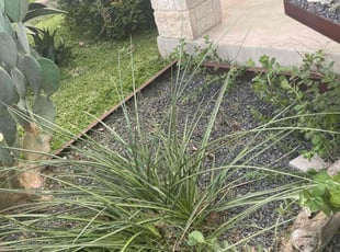 Weeding by Jason Bernal for Emily H. in Austin, TX